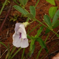 Clitoria laurifolia Poir.